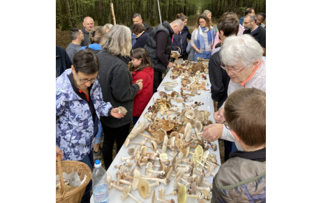 Sortie Mycologique : A la découverte des champignons…
